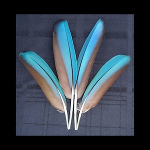 2 Matched Pairs Macaw Wing Feathers, Large Blue Parrot Feathers, Ceremonial, Spiritual, Rare Exotic Feathers, Naturally Molted, Cruelty Free