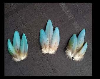 Plumas de guacamayo azul agua, cobertoras de cola de loro y plumas de cloaca, raras y exóticas, mudadas naturalmente, sin crueldad animal.