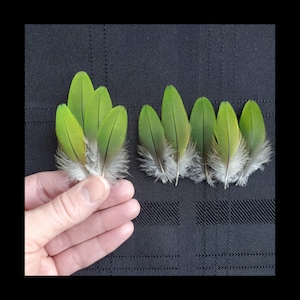 May include: A collection of green feathers with white and gray fluffy bases. The feathers are arranged on a dark gray textured surface. The feathers are held by a hand. The feathers have a gradient of green hues.