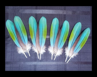 Plumas de ala de guacamayo coloridas, vibrantes plumas de loro tropical azul y verde, raras y exóticas, mudadas naturalmente, libres de crueldad animal.