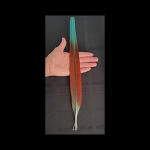 Macaw CENTER TAIL Feather, Long Red & Blue Parrot Tail Feather, Rare Exotic Feather, Naturally Molted, Cruelty Free, Split Quill Damage