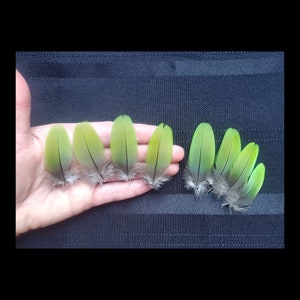8 Count GREEN MACAW FEATHERS, Small Parrot Feathers, Tropical Feathers, Rare Exotic Feathers, Naturally Molted Cruelty Free Feathers