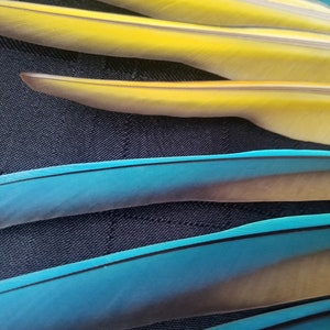Puede incluir: Primer plano de plumas amarillas y turquesas vibrantes con detalles oscuros. Las plumas est&aacute;n dispuestas en diagonal, mostrando su textura suave y gradientes de color. El fondo es una tela oscura y texturizada.