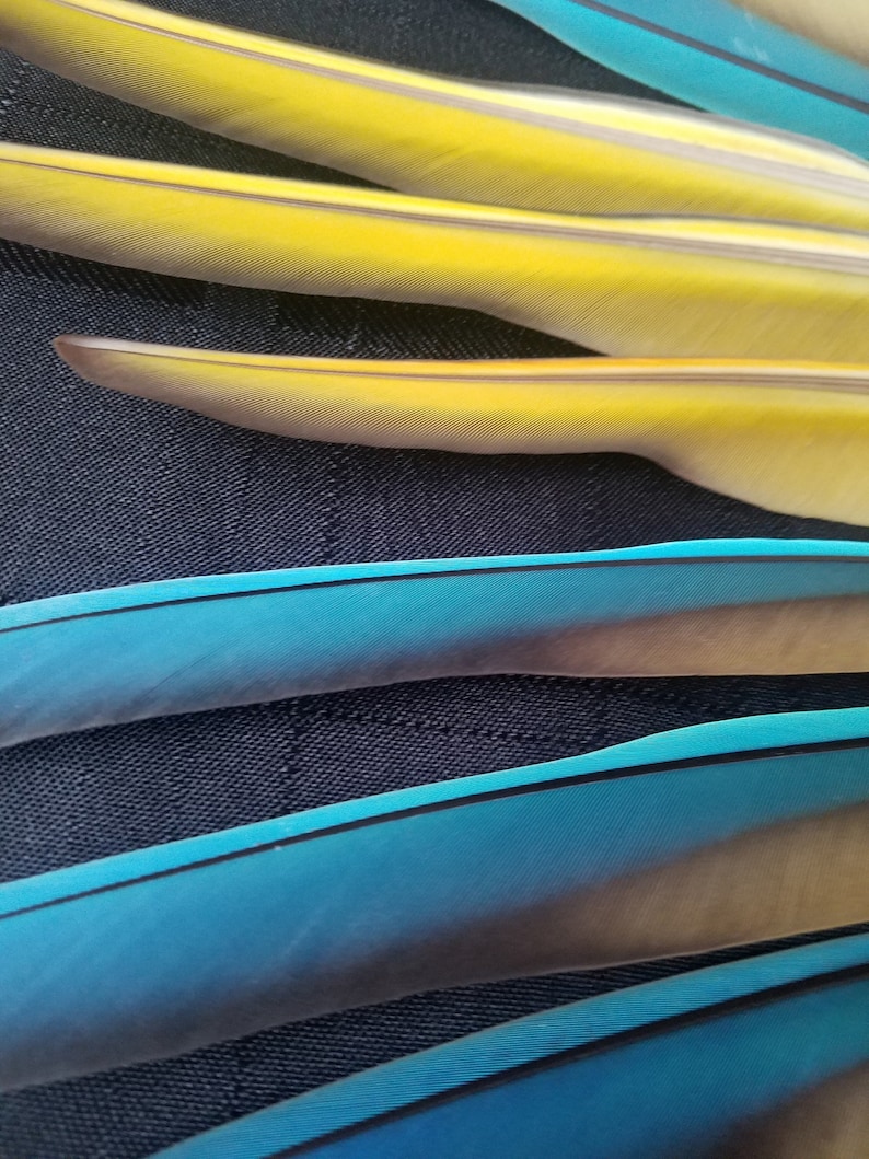 Puede incluir: Primer plano de plumas amarillas y turquesas vibrantes con detalles oscuros. Las plumas est&aacute;n dispuestas en diagonal, mostrando su textura suave y gradientes de color. El fondo es una tela oscura y texturizada.