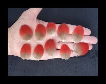 SMALL RED Macaw FEATHERS, Vibrant Wing Cover Parrot Feathers, Rare Exotic Feathers, Ethically Sourced, Naturally Molted, Cruelty Free