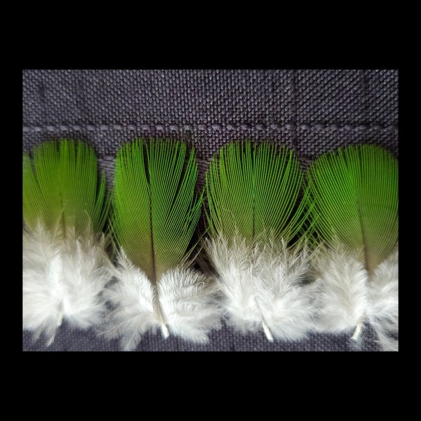 Small Green Macaw Parrot Feathers, Real Craft Feathers, Rare Feathers, Exotic Feathers, Tropical Feathers, Molted Feathers, Cruelty Free