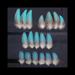 Choice of Aqua Blue Macaw Feathers Set, Parrot Tail Coverts, Vent Feathers, Rare Exotic Feathers, Naturally Molted, Cruelty Free