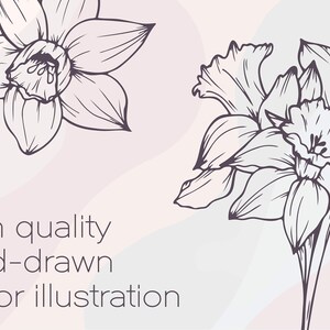 May include: A black and white line drawing of two daffodils. The daffodils are drawn in a simple, elegant style. The image is set against a light pink background.
