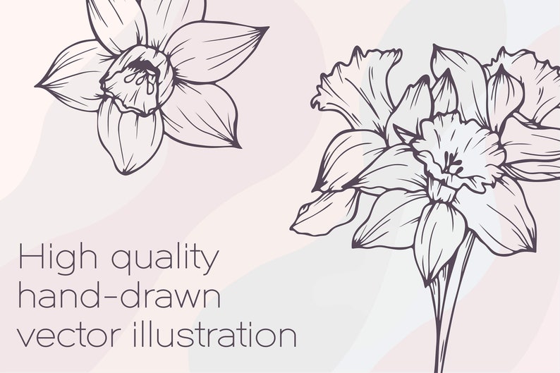May include: A black and white line drawing of two daffodils. The daffodils are drawn in a simple, elegant style. The image is set against a light pink background.