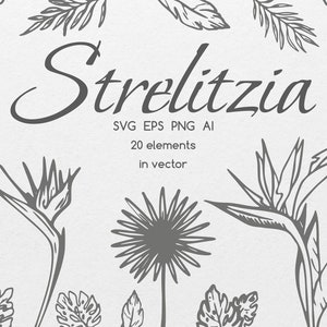 Flor tropical SVG, buquê de Strelitzia Svg, pássaro do paraíso SVG, clipart de folhas tropicais, clipart de buquê tropical, flores desenhadas à mão