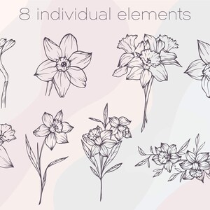 May include: Eight individual line drawings of daffodils in various arrangements. The drawings are in black and white and feature different angles and perspectives of the flower.