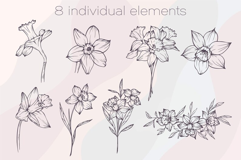 May include: Eight individual line drawings of daffodils in various arrangements. The drawings are in black and white and feature different angles and perspectives of the flower.