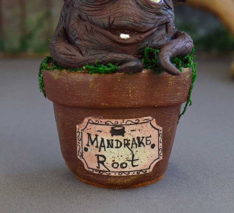 actual mandrake root actual mandrake root