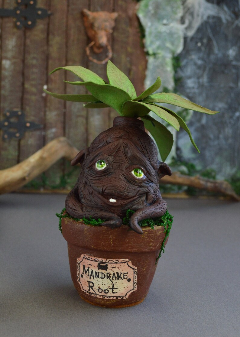 actual mandrake root actual mandrake root