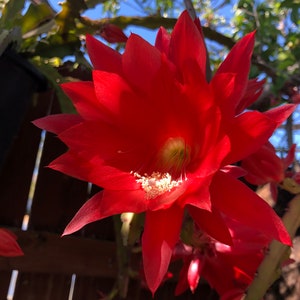 Puede incluir: Una vibrante flor roja con m&uacute;ltiples p&eacute;talos puntiagudos, que muestra un centro blanco brillante con delicados estambres. La flor est&aacute; en plena floraci&oacute;n, con un fondo de una valla de madera y un cielo azul claro, lo que sugiere un entorno al aire libre.