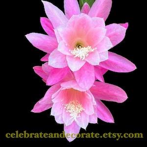German Empress Epiphyllum digital download