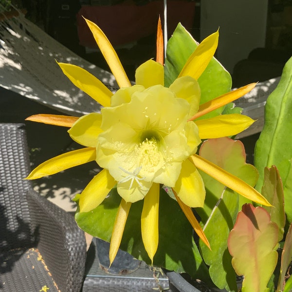 Yellow Epiphyllum cactus rooted plant