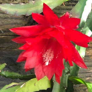 Peut inclure: Une fleur de cactus rouge vif avec un centre blanc, s'&eacute;panouissant sur un fond en bois. La fleur a une apparence d&eacute;licate en forme d'&eacute;toile avec de multiples p&eacute;tales.