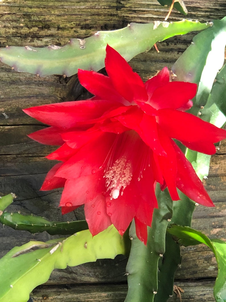 Peut inclure: Une fleur de cactus rouge vif avec un centre blanc, s'&eacute;panouissant sur un fond en bois. La fleur a une apparence d&eacute;licate en forme d'&eacute;toile avec de multiples p&eacute;tales.