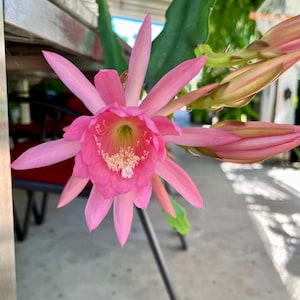 Bright pink Epiphyllum orchid cactus cuttings