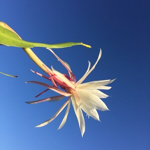 Peut inclure: Une fleur blanche avec des accents roses fleurit contre un ciel bleu vif. La fleur a de longues p&eacute;tales fines et est attach&eacute;e &agrave; une tige verte.