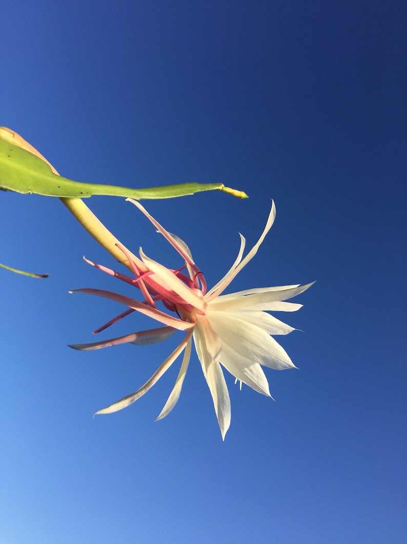 Peut inclure: Une fleur blanche avec des accents roses fleurit contre un ciel bleu vif. La fleur a de longues p&eacute;tales fines et est attach&eacute;e &agrave; une tige verte.
