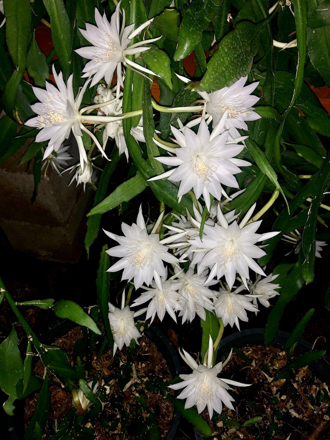 Night Blooming Cereus Oxypetalum Rooted Cutting Etsy