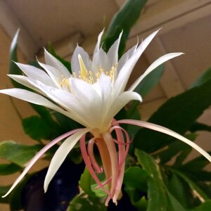 Peut inclure: Une fleur blanche avec de longs p&eacute;tales fins et un centre rose. La fleur est en pleine floraison et a une apparence d&eacute;licate et f&eacute;minine.