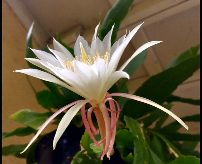 Peut inclure: Une fleur blanche avec de longs p&eacute;tales fins et un centre rose. La fleur est en pleine floraison et a une apparence d&eacute;licate et f&eacute;minine.
