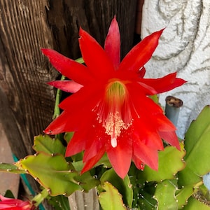 Puede incluir: Una vibrante flor de cactus roja con m&uacute;ltiples p&eacute;talos y un estambre prominente. La flor est&aacute; rodeada de follaje verde. El fondo incluye tablones de madera desgastados y una escultura de piedra.