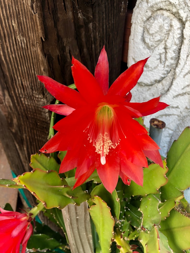 Puede incluir: Una vibrante flor de cactus roja con m&uacute;ltiples p&eacute;talos y un estambre prominente. La flor est&aacute; rodeada de follaje verde. El fondo incluye tablones de madera desgastados y una escultura de piedra.