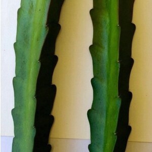 Puede incluir: Dos esquejes de cactus verdes con bordes verde oscuro y rojo p&uacute;rpura. Los esquejes tienen un borde dentado y se muestran sobre un fondo blanco. La imagen es un primer plano de la planta.