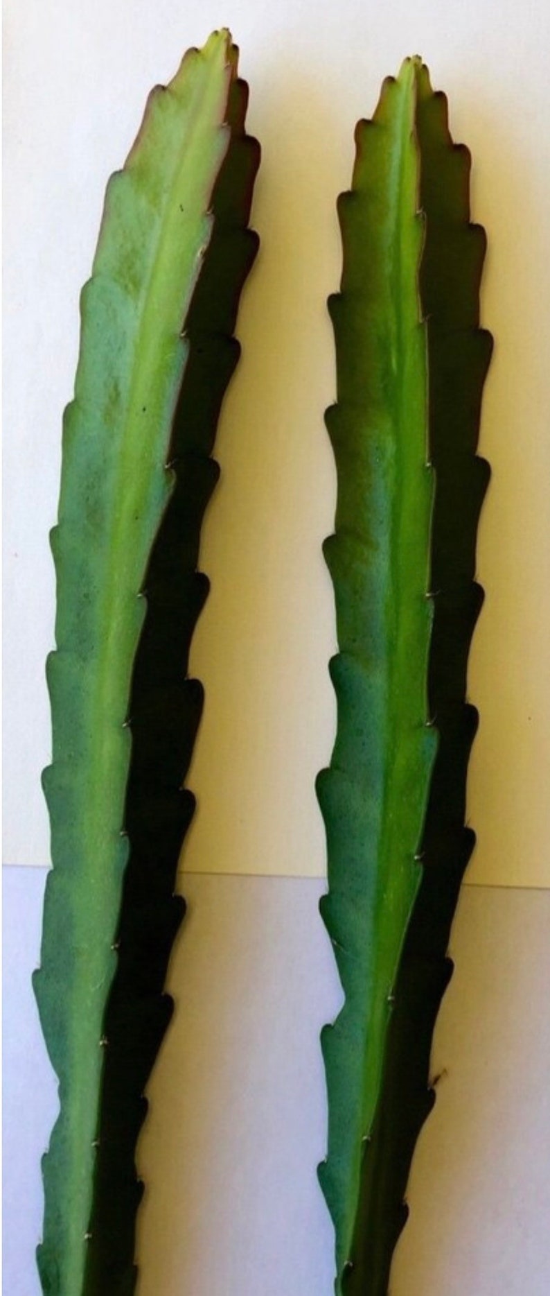 Puede incluir: Dos esquejes de cactus verdes con bordes verde oscuro y rojo p&uacute;rpura. Los esquejes tienen un borde dentado y se muestran sobre un fondo blanco. La imagen es un primer plano de la planta.