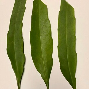 Peut inclure: Trois raquettes de cactus vertes, &eacute;galement appel&eacute;es cladodes, sont dispos&eacute;es verticalement sur un fond blanc.