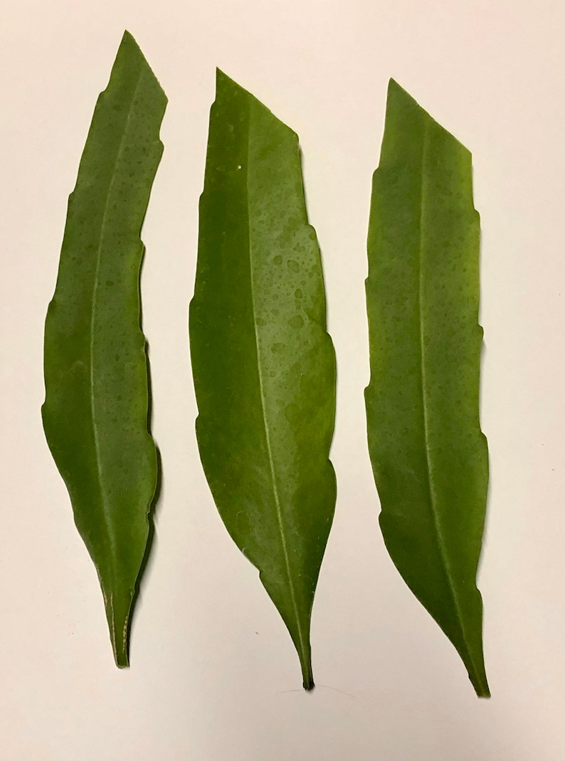 Peut inclure: Trois raquettes de cactus vertes, &eacute;galement appel&eacute;es cladodes, sont dispos&eacute;es verticalement sur un fond blanc.