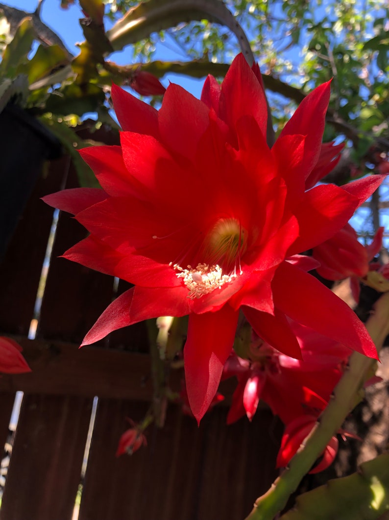 Puede incluir: Una vibrante flor roja con m&uacute;ltiples p&eacute;talos puntiagudos, que muestra un centro blanco brillante con delicados estambres. La flor est&aacute; en plena floraci&oacute;n, con un fondo de una valla de madera y un cielo azul claro, lo que sugiere un entorno al aire libre.