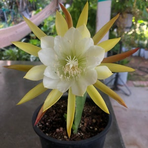 5 inches to 8 inches in length unrooted  cuttings Epiphyllum White Yellow orchid cactus
