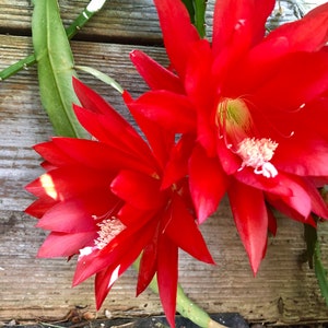 Puede incluir: Primer plano de flores rojas vibrantes con p&eacute;talos puntiagudos y estambres blancos. Las flores est&aacute;n en plena floraci&oacute;n, sobre un fondo de tablas de madera desgastadas y tallos verdes. La imagen captura la belleza natural de la planta.