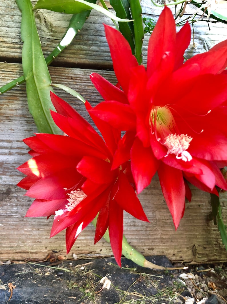 Puede incluir: Primer plano de flores rojas vibrantes con p&eacute;talos puntiagudos y estambres blancos. Las flores est&aacute;n en plena floraci&oacute;n, sobre un fondo de tablas de madera desgastadas y tallos verdes. La imagen captura la belleza natural de la planta.