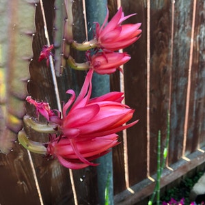 Puede incluir: Primer plano de una planta de fruta del drag&oacute;n con vibrantes flores rosas en plena floraci&oacute;n. Las flores tienen delicados p&eacute;talos y se encuentran sobre un fondo de valla de madera. El tallo de la planta es de un verde apagado con una textura espinosa.