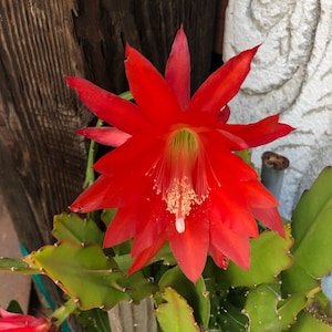 Peut inclure: Gros plan sur une fleur de cactus rouge vif avec un centre blanc. La fleur est en pleine floraison et a de nombreuses p&eacute;tales. Le cactus est vert et a des &eacute;pines.