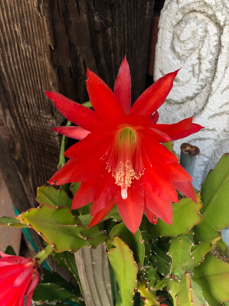 Peut inclure: Gros plan sur une fleur de cactus rouge vif avec un centre blanc. La fleur est en pleine floraison et a de nombreuses p&eacute;tales. Le cactus est vert et a des &eacute;pines.