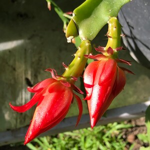 Puede incluir: Primer plano de dos vibrantes flores rojas de fruta del drag&oacute;n en varias etapas de floraci&oacute;n. Las flores est&aacute;n unidas a un tallo verde con peque&ntilde;as espinas. El fondo presenta follaje verde y un vistazo a una estructura de madera.