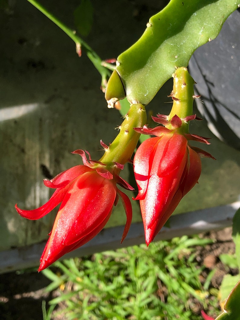 Puede incluir: Primer plano de dos vibrantes flores rojas de fruta del drag&oacute;n en varias etapas de floraci&oacute;n. Las flores est&aacute;n unidas a un tallo verde con peque&ntilde;as espinas. El fondo presenta follaje verde y un vistazo a una estructura de madera.