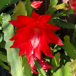 Puede incluir: Primer plano de una flor de cactus roja brillante, con m&uacute;ltiples p&eacute;talos y un delicado centro blanco. La flor est&aacute; rodeada de hojas verdes y espinosas de cactus. La imagen captura la belleza de la naturaleza y los intrincados detalles de la planta.