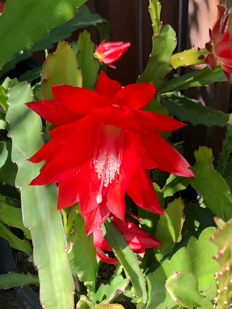Puede incluir: Primer plano de una flor de cactus roja brillante, con m&uacute;ltiples p&eacute;talos y un delicado centro blanco. La flor est&aacute; rodeada de hojas verdes y espinosas de cactus. La imagen captura la belleza de la naturaleza y los intrincados detalles de la planta.