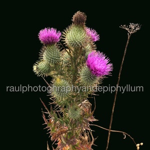 Milk thistle - Cardo Mariano please read before you buy. No physical item will be sent. This is a digital download