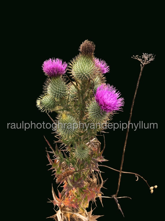 Milk thistle - Cardo Mariano please read before you buy. No physical item  will be sent. This is a digital download