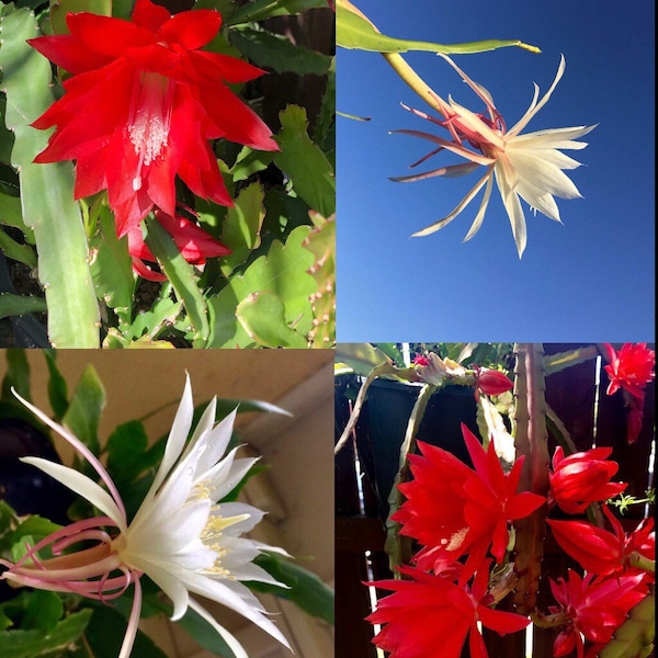 The Perfect Combo 2 cuttings of Epiphyllum Red Ackermanii Orchid Cactus plus 2 cuttings of Epiphyllum Oxypetalum or queen of the night