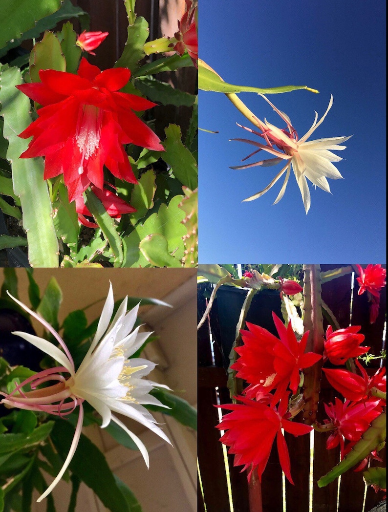 Peut inclure: Gros plan sur quatre types diff&eacute;rents de fleurs de cactus. Les fleurs sont &agrave; diff&eacute;rents stades de floraison, certaines &eacute;tant compl&egrave;tement ouvertes et d'autres encore en bouton. Les fleurs sont un m&eacute;lange de blanc et de rouge.